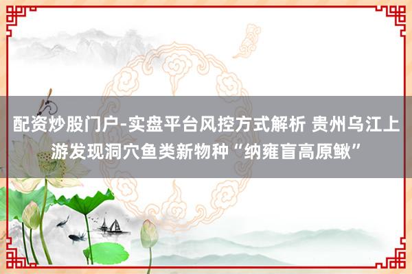 配资炒股门户-实盘平台风控方式解析 贵州乌江上游发现洞穴鱼类新物种“纳雍盲高原鳅”